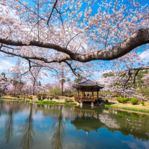 Tour Hàn Quốc mùa hoa anh đào 2026: Hà Nội - Seoul - Nami - Namsan Tower - Du Thuyền Sông Hàn 5 ngày