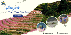 Tour tam giác mạch Hà Giang: Săn mùa hoa đẹp mê say